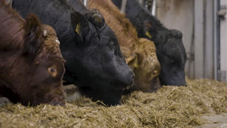 Close-up-of-beef-cattle-feeding-on-hay-from-indoor-pens,-beef-industry