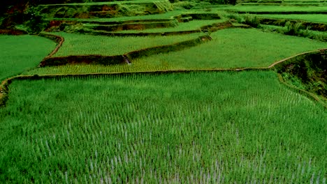 Pasos-De-Campos-De-Arroz-Húmedos-Drones-Volando-Sobre-Los-Arrozales-Inundados-En-Filipinas