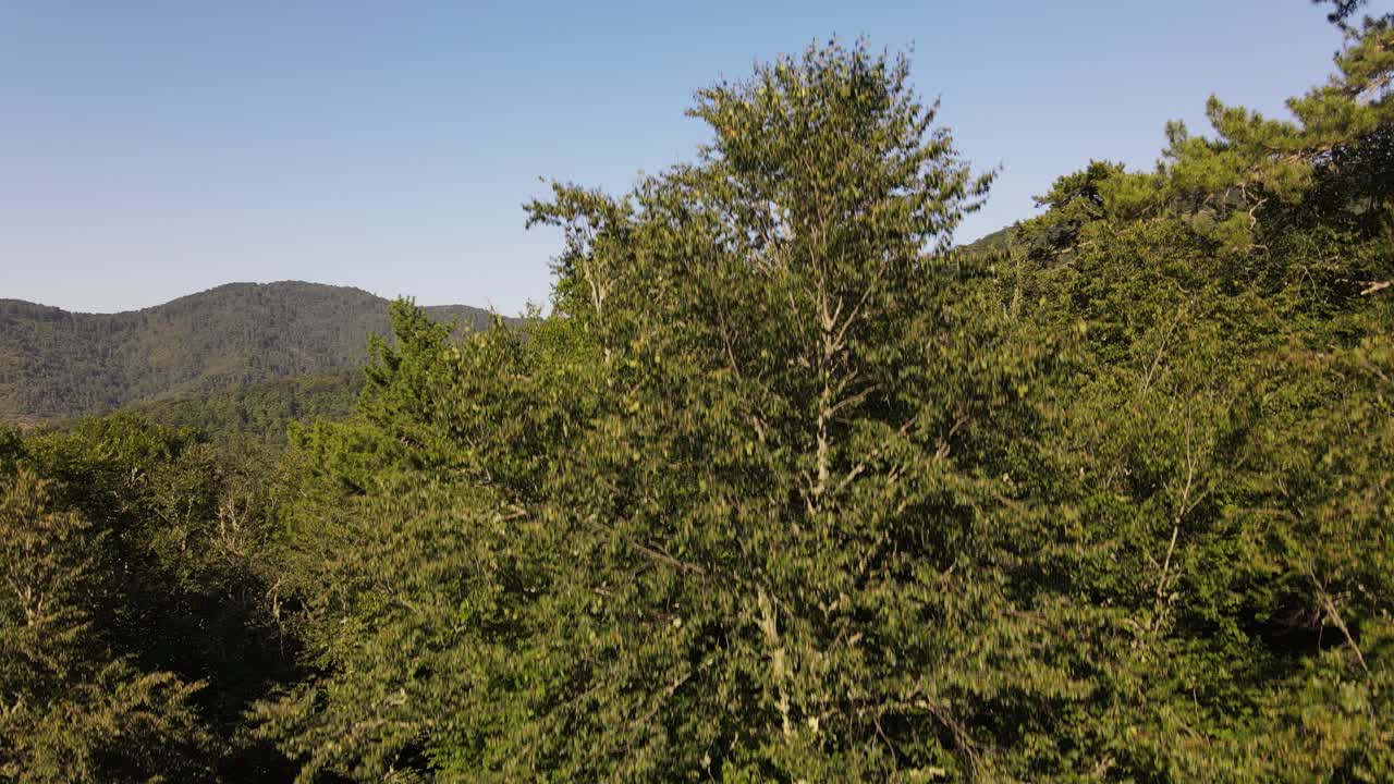 árboles naturales bosque vista aérea