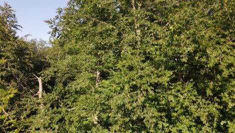 natural trees forest aerial view