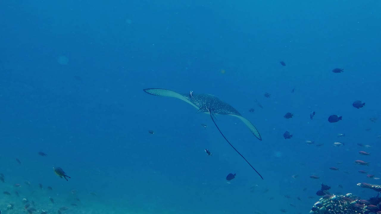 An Eagle Ray feeding and then swimming away