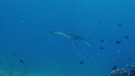 an eagle ray feeding and then swimming away