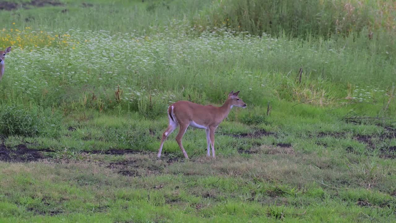 dos ciervos pacíficos vistos en el parque estatal de myakka, florida vistos comiendo hierba y pastando