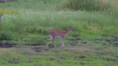 two peaceful deer spotted at myakka state park, florida spotted eating grass and grazing