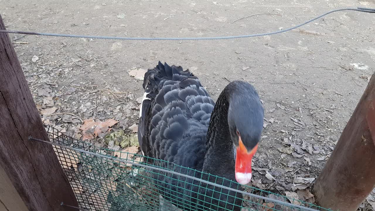 съемка черного лебедя крупным планом