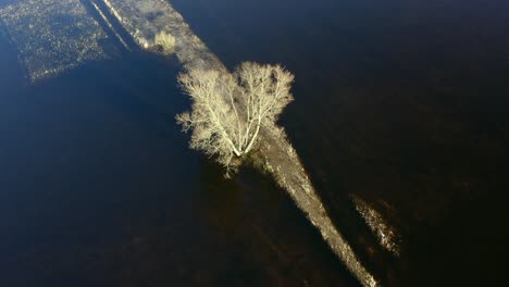 single tree illuminated by sunlight between two rivers