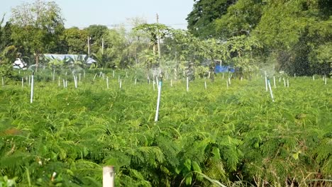 Campo-De-Jardinería-Asiático-Con-Rociadores-En-Un-Día-Soleado