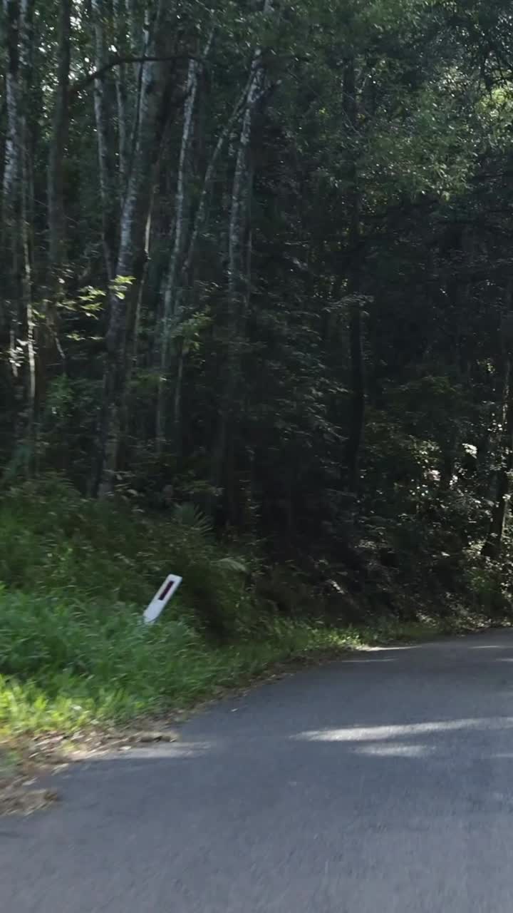 초록색으로 둘러싸인 휘어지는 길을 따라 여행하는 것