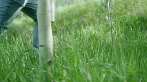 persona chico hombre senderismo subiendo la colina en el verde bosque de colorado con árboles de álamo temblón