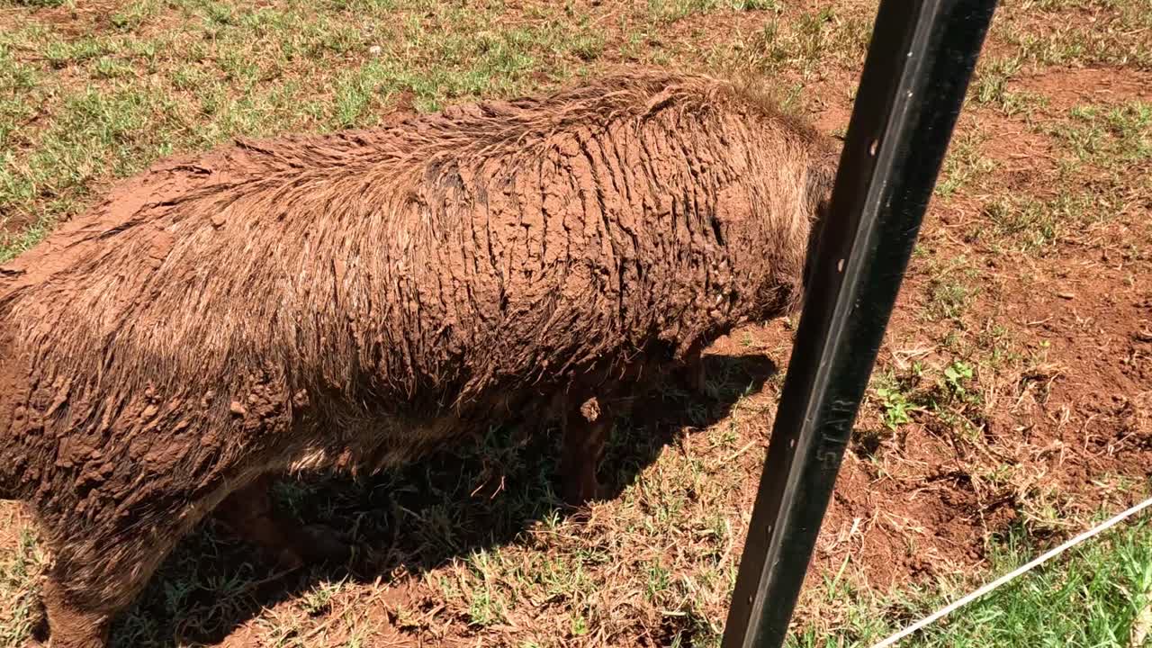 털이 많은 돼지가 풀을 가로질러 움직입니다.