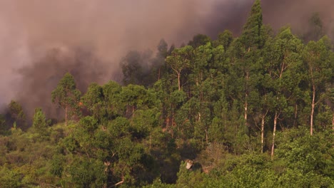 thick smoke during a forest fire in the portuguese mountains near the spanish border
