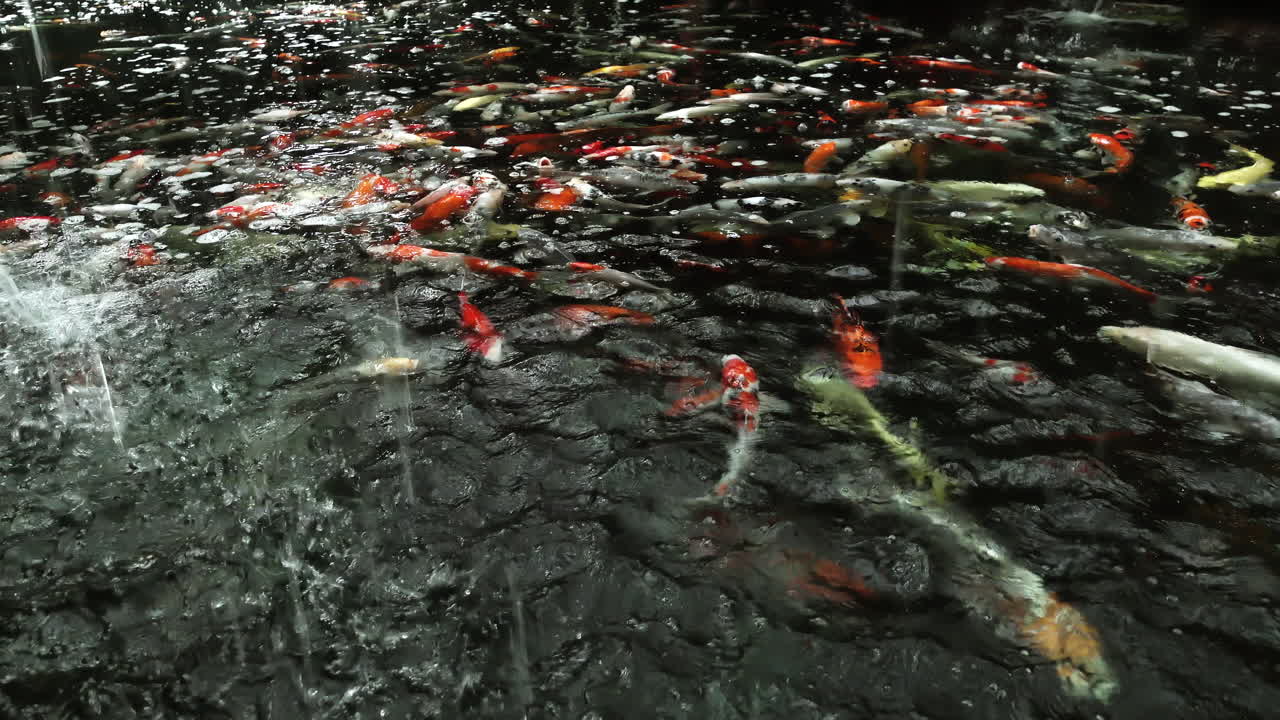 다양한 장식용 잉어 - 코하쿠, 산케, 쇼와로도 알려진 잉어 물고기가 잉어 연못에서 우아하게 헤엄치고 있습니다.