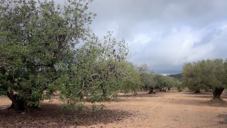 A-four-to-five-hundred-year-old-olive-tree