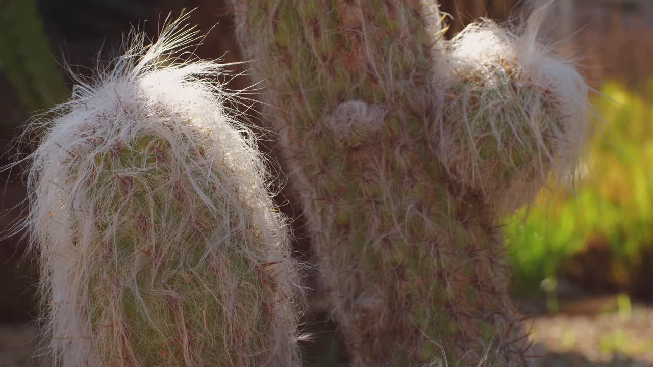 Close up green cactus with yellow spines within a desert environment, city park in Barcelona, Montjuic. African background