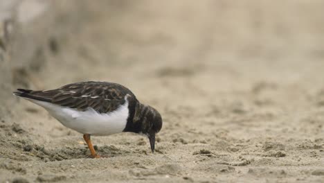 small sandpiper feeding by pecking and picking sand before running out of frame