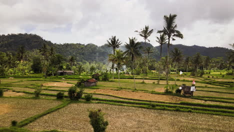 rural fields in bali after harvesting with lush green mountains in background