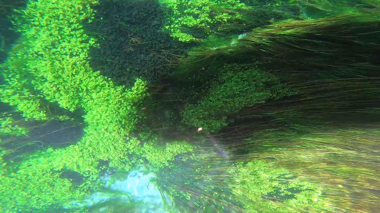 Underwater View of Aquatic Plants Swaying in a Clear River