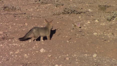 Lindos-Cachorros-De-Zorro-Del-Cabo-Juegan-Al-Escondite-En-Los-áridos-Agujeros-De-Zorro-Del-Kalahari