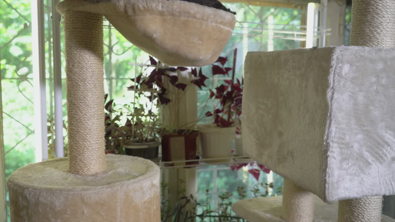 gran gato gris en su cama de hamaca en la parte superior del poste de rascarse lamerse a sí mismo