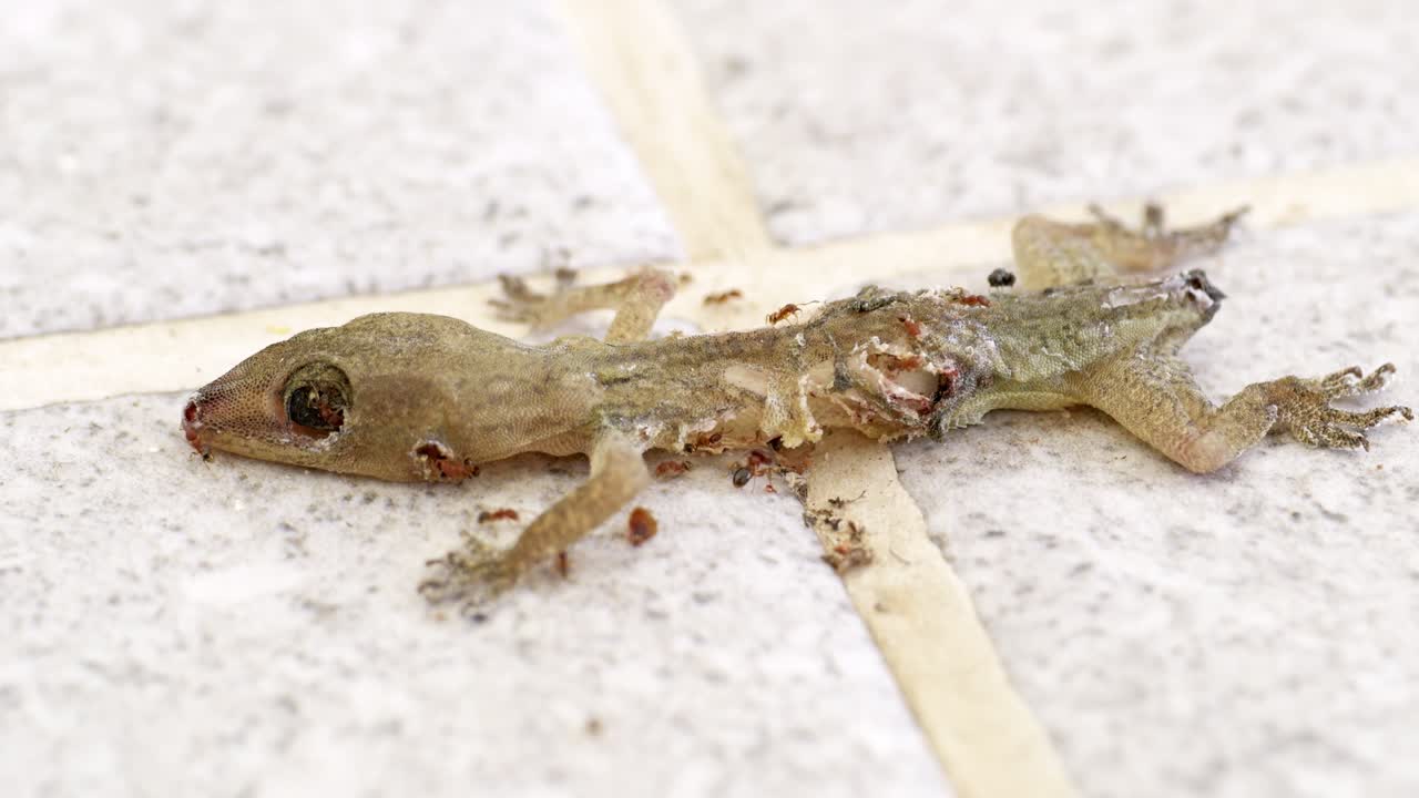 A gecko overwhelmed by ants illustrates the harsh realities of nature an indoor environment
