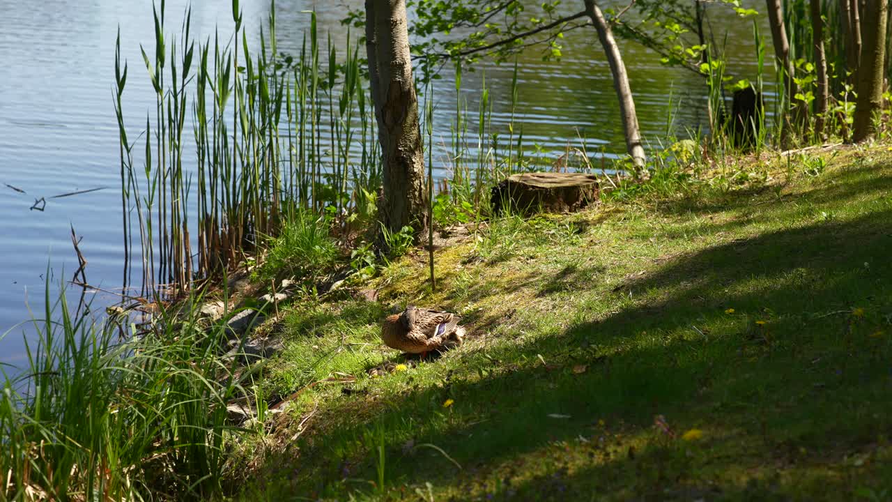 호수변에 있는 오리