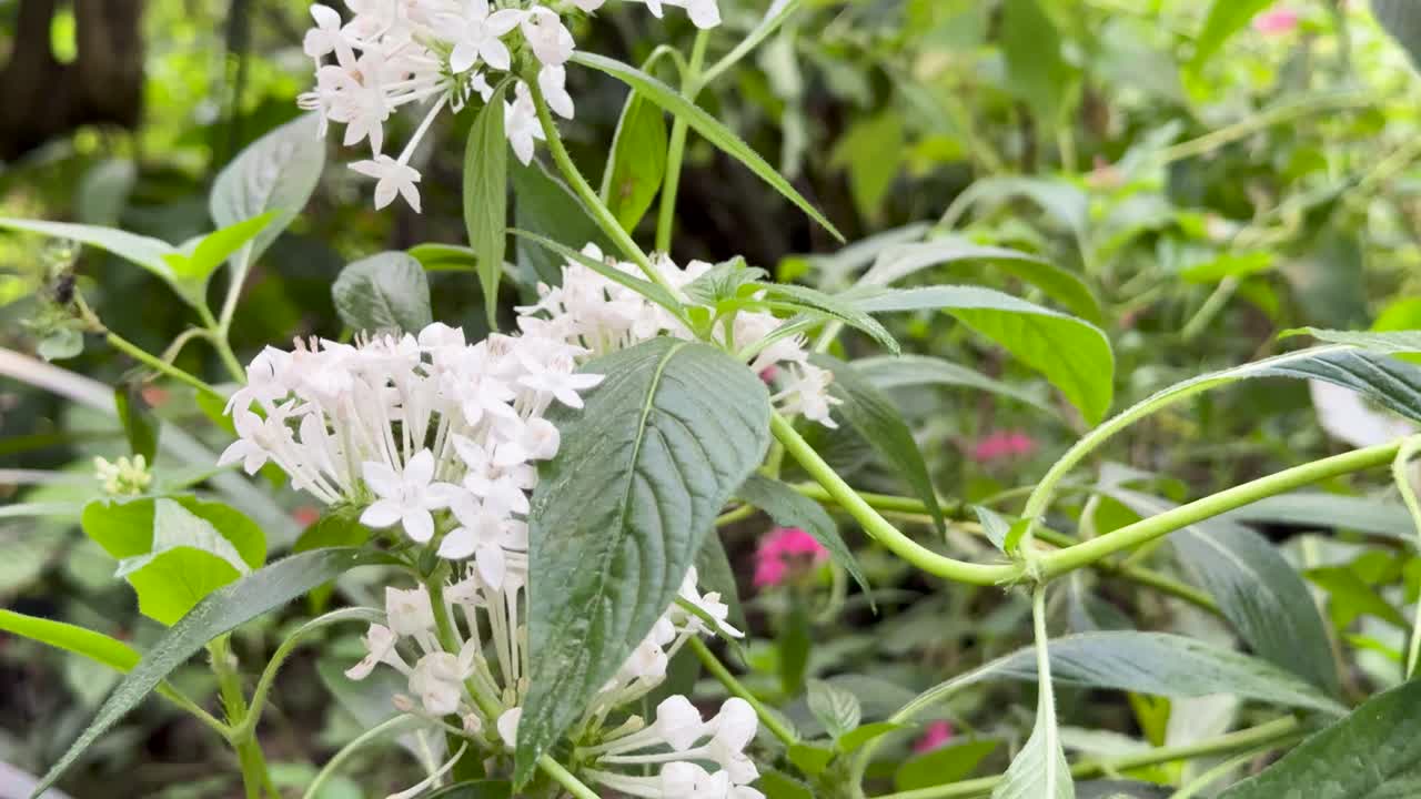 White Pentas lanceolata flowers sway gently in natural light, close-up, shallow depth of field