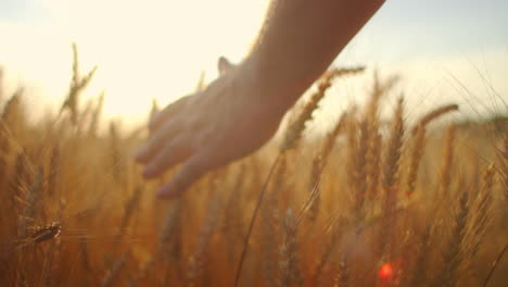 slow motion: farmers hand touches the ear of wheat at sunset. the agriculturist inspects a field of ripe wheat. farmer on a wheat field at sunset. agriculture concept. agricultural business.