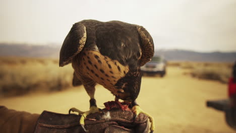 falcon handler feeding bird of prey on a road in the desert