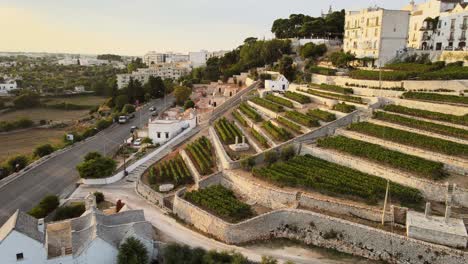 aerial landscape view over locorotondo village houses and terrace vineyard, traditional italian hilltop town, at sunset