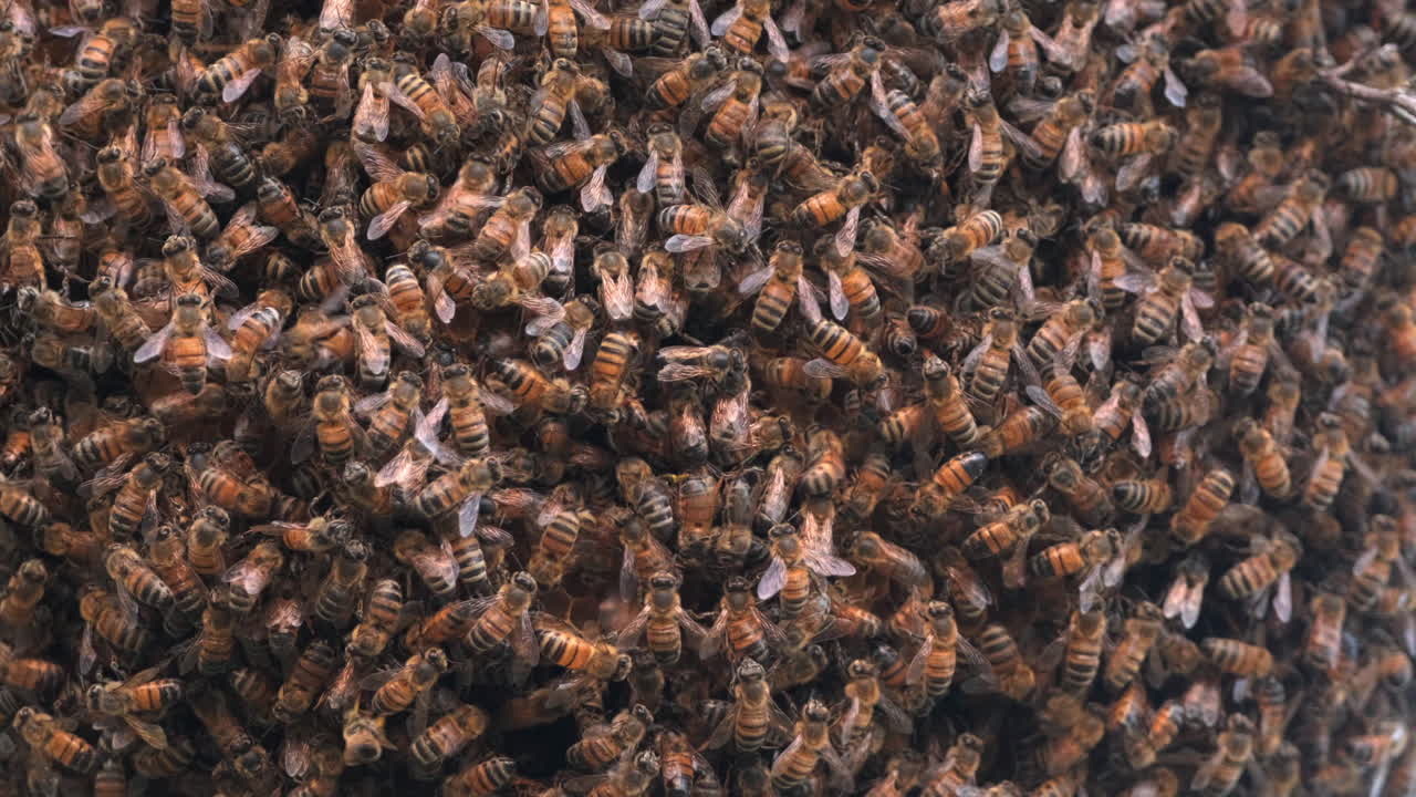 Many honey bees swarming on a beehive