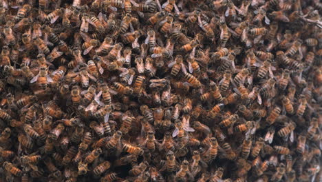 many honey bees swarming on a beehive