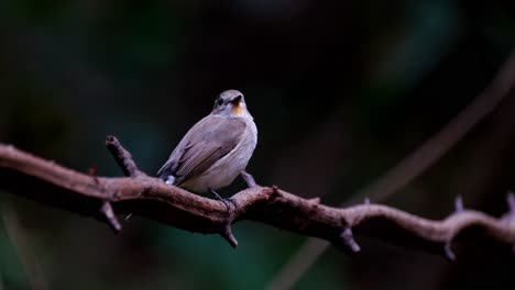 Camera-zooms-in-as-this-bird-wags-its-tail-and-looks-around,-Red-throated-Flycatcher-Ficedula-albicilla,-Thailand