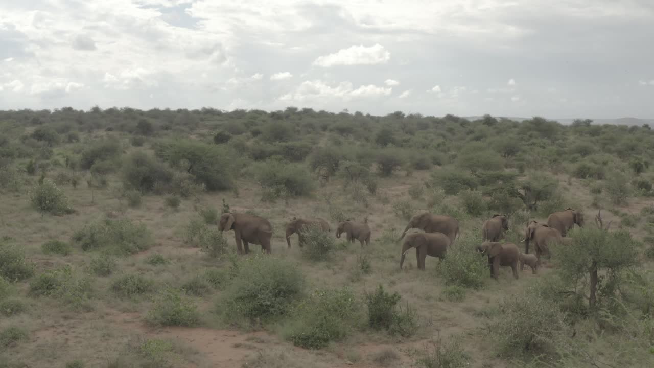 Elephant herd in Samburu wild Aerial drone footage