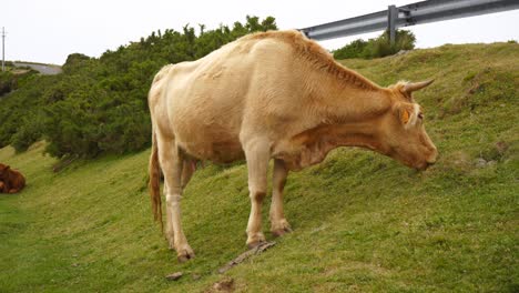 light brown cow eating grass on a roadside