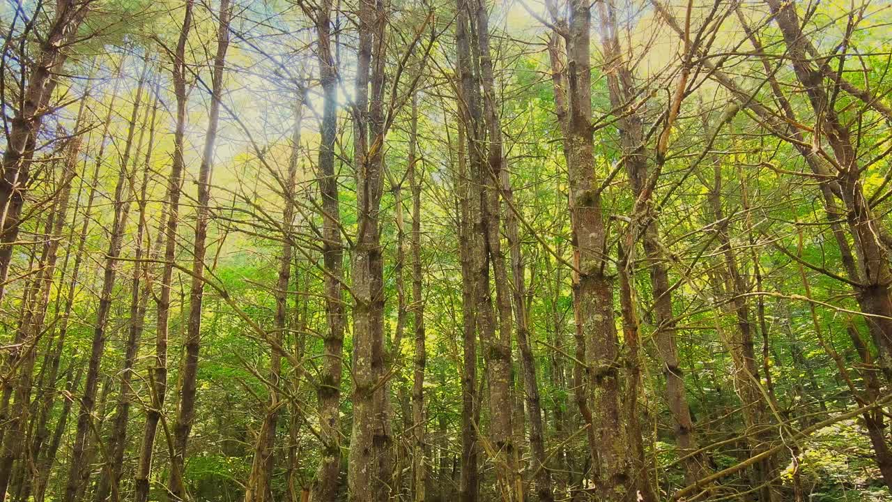 un dron se levanta lentamente en un bosque alto, antiguo, verde y hermoso durante el verano con luz dorada en resolución de 4k