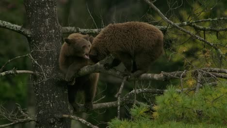 cinnamon bear cubs biting at one another playfully up in tree branch