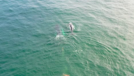 dos grandes ballenas jorobadas nadando hacia la comida de aspecto antártico en la temporada de verano en el distrito de los lagos de chile
