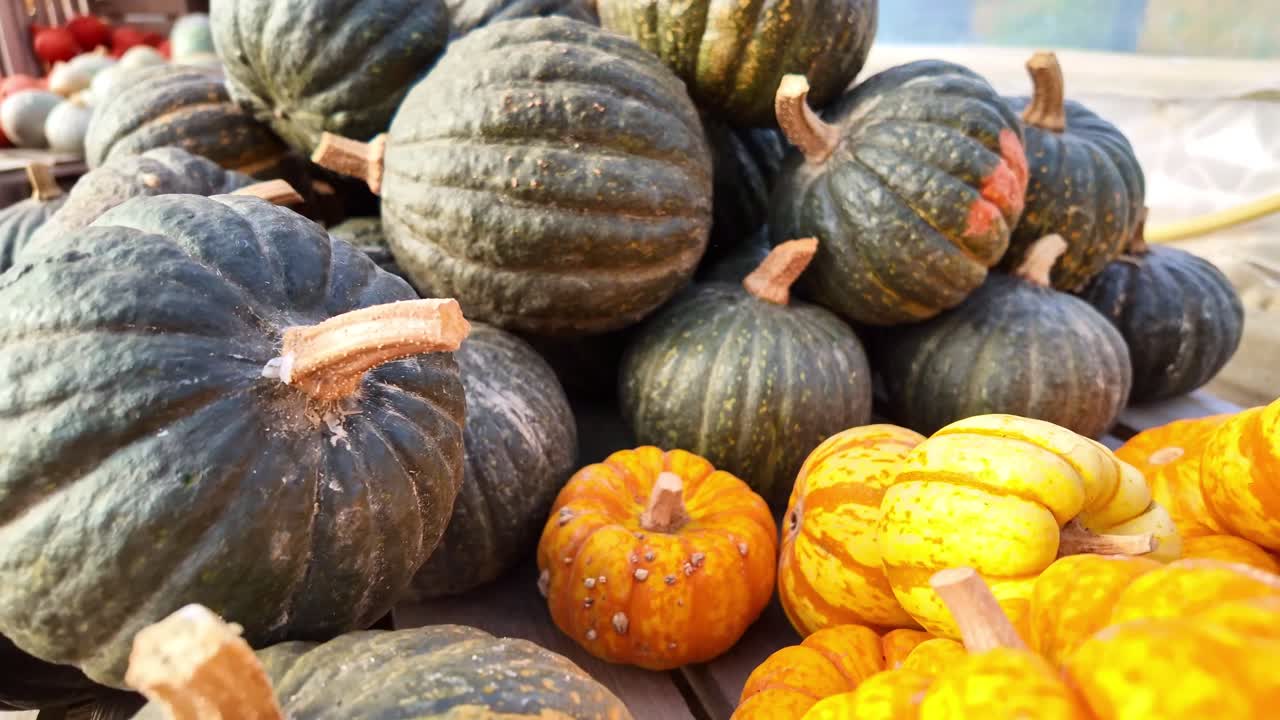 Dark green Shiatsu Kabocha squash with rough, ridged skin and ornamental gourds ( Cucurbita pepo ) arranged in a vibrant autumn harvest display in open setting