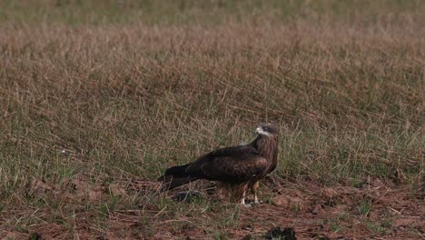 A-lone-kite-in-the-middle-of-the-field-looking-around-for-possible-prey,-Black-eared-kite-milvus-lineatus