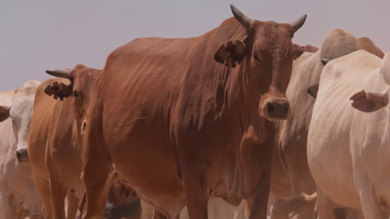 Inquadratura ravvicinata di una mandria di bovini Boran che avanzano in una pianura.