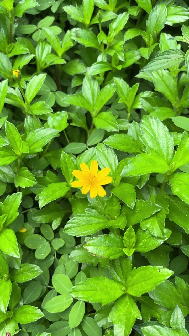 Single Yellow Flower Surrounded by Lush Green Leaves