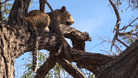 leopard surveys surroundings from tree branch, blue sky in background