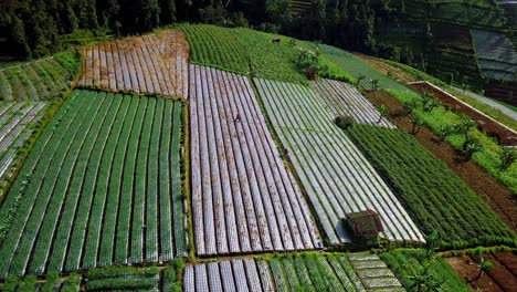 Las-Imágenes-Aéreas-De-Una-Plantación-De-Vegetales-Fértiles-Con-Un-Agricultor-Están-Trabajando-En-Ella