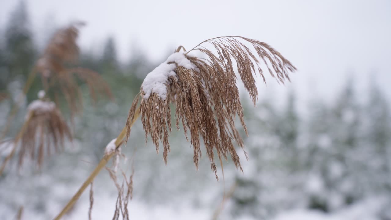 fotografía de cerca de un arbusto seco cubierto de nieve en un frío día de invierno después de la nevada