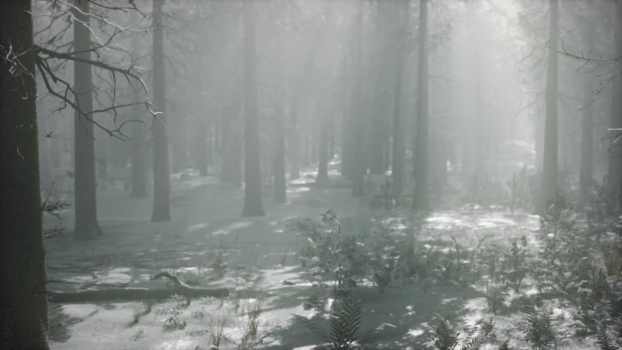 구름이 많은 날에 겨울에 눈으로  ⁇ 인 숲