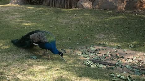 handheld, front of peacock eating on the grass then looking to camera at the johannesburg zoo, johannesburg south africa