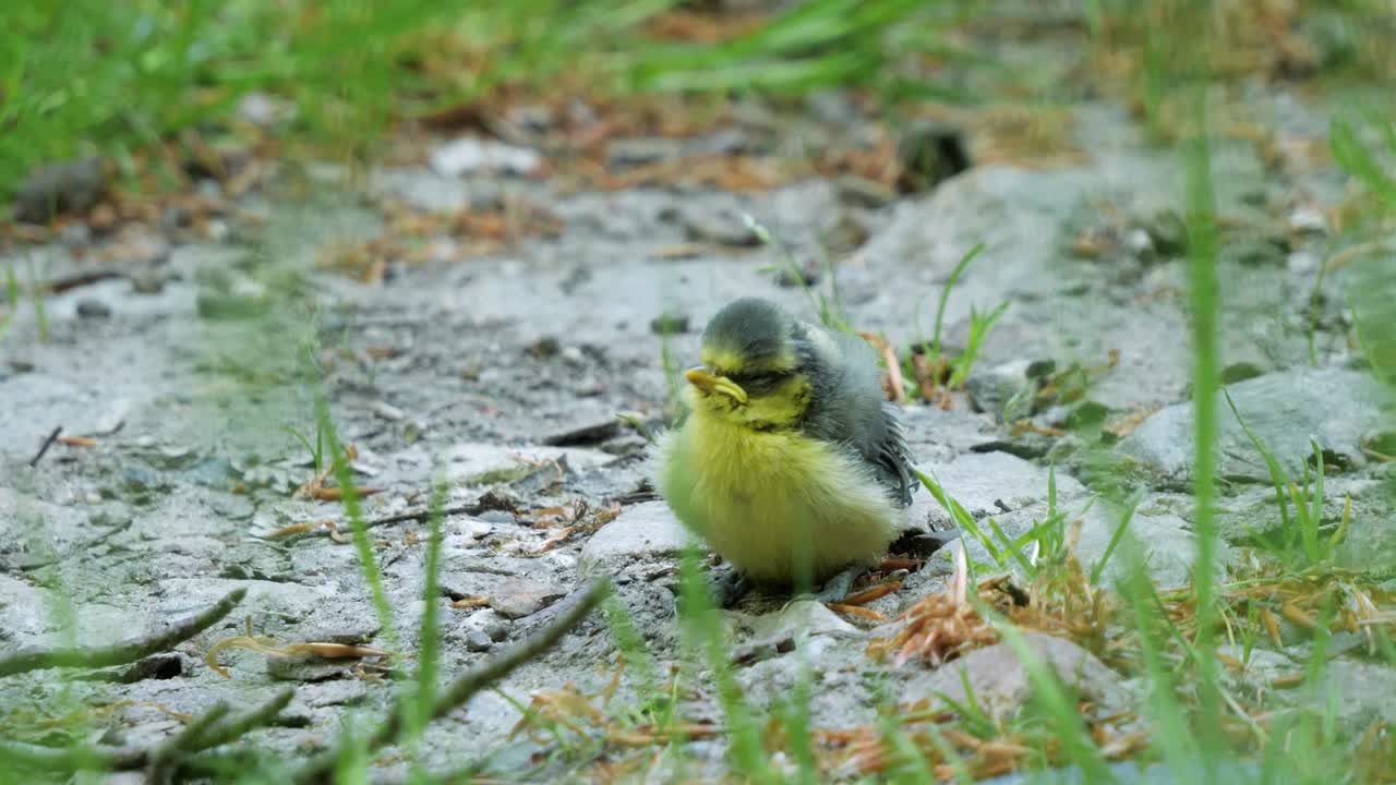 Chick of Eurasian blue tit sitting alone on path and calling mother