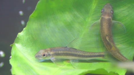 slow motion speed closeup scene on flock of little cute fish swim in freshwater aquarium with green leaf of aquatic plant, environment animal in a tank.