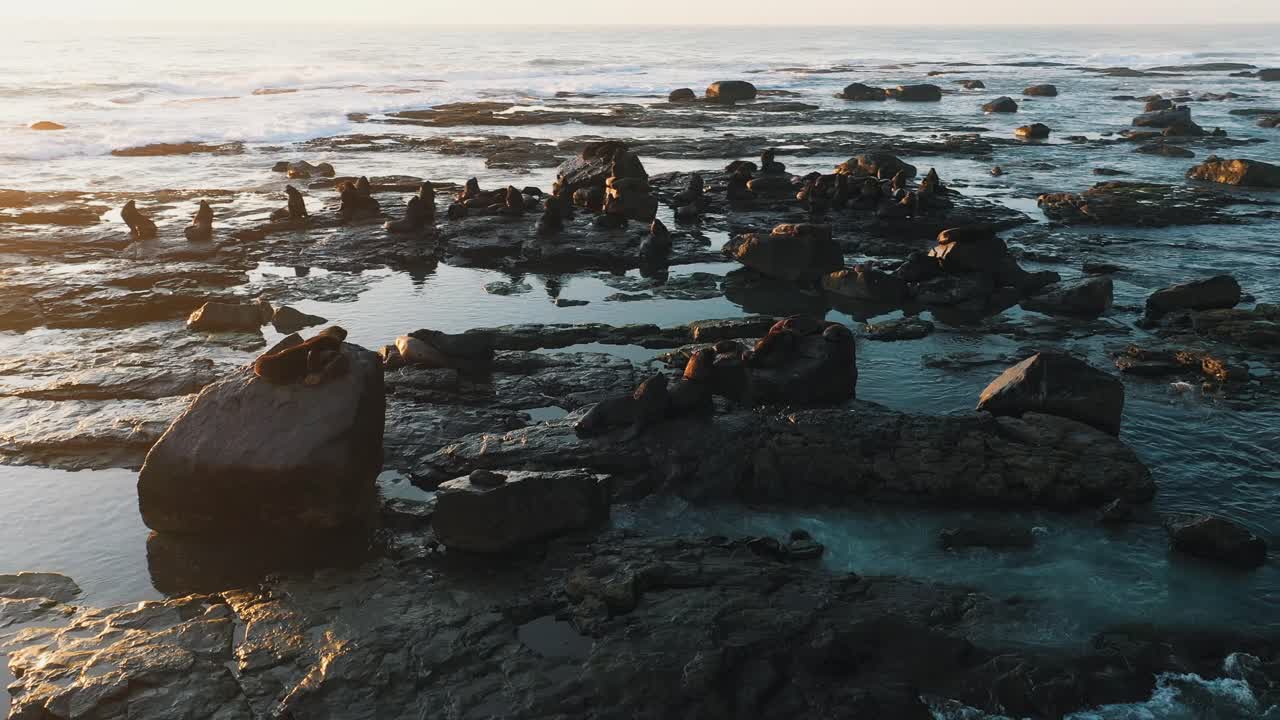 Leoni marini che riposano sulle rocce all'alba vicino all'acqua su un'isola, bellissima ripresa cinematografica di fauna selvatica