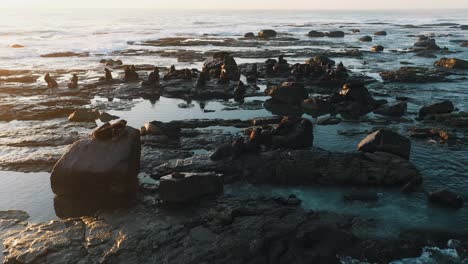 Leones-Marinos-Descansando-En-Las-Rocas-Al-Amanecer-Cerca-Del-Agua-En-Una-Isla-Hermosa-Toma-Cinematográfica-De-La-Vida-Silvestre